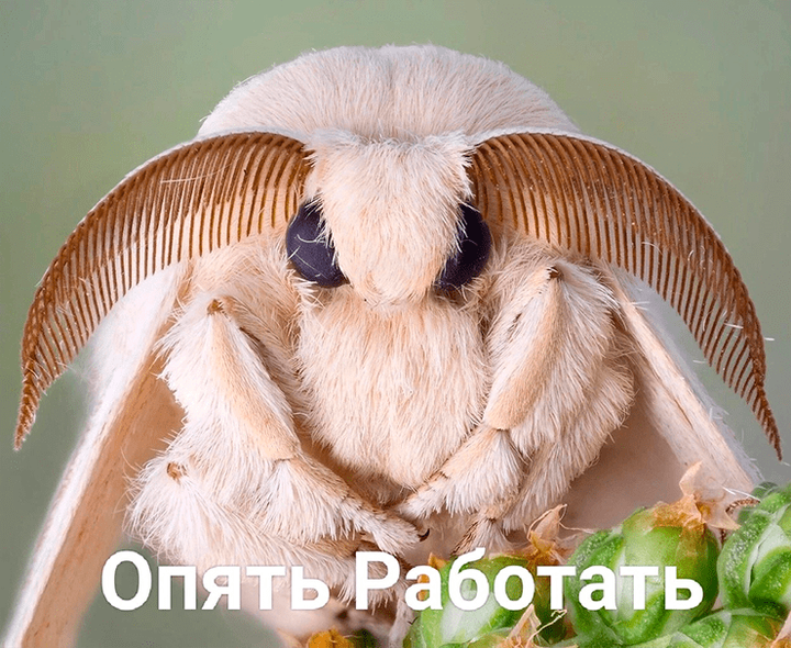 Бакуловирусная экспрессия, или Как мы  перерабатываем насекомых