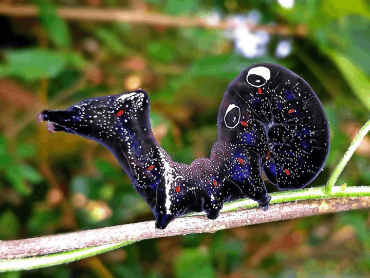 Биодеградация, биотехнология, биохимия… пределы не видны