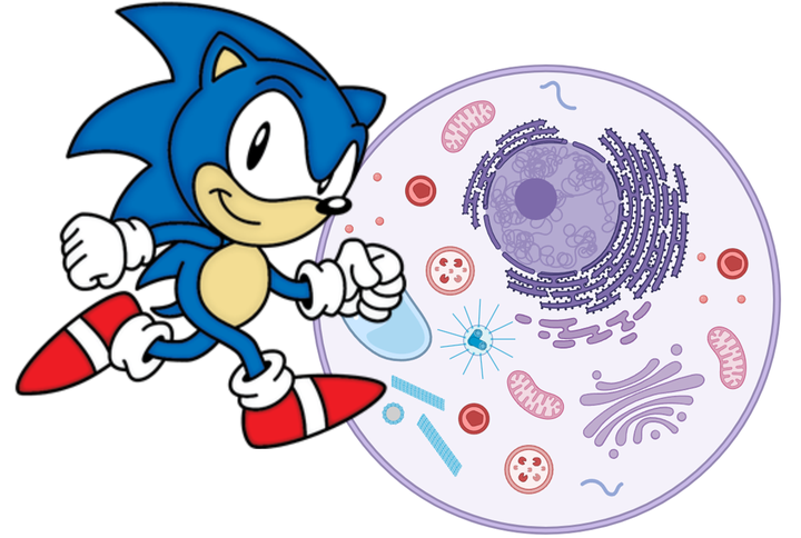 <em>Sonic Hedgehog</em> и его удивительная молекулярная семья Ёжиков (<em>Hedgehog</em>)
