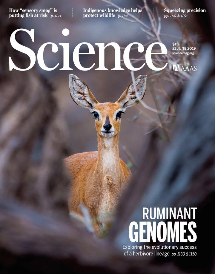 SciNat за июнь 2019 #3: эволюция жвачных животных, самые незаметные обитатели коралловых рифов и переселение птиц