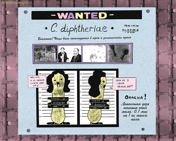 Дифтерия: больная бактерия, способная убивать