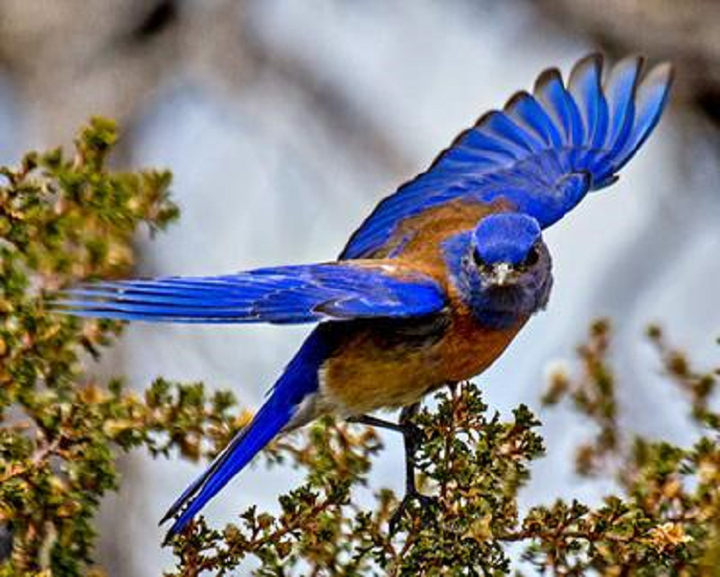 Если птицы испытывают дефицит мест для гнездования, их птенцы более агрессивны