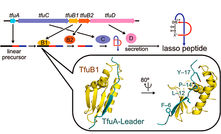 Как синтезируются лассо-пептиды