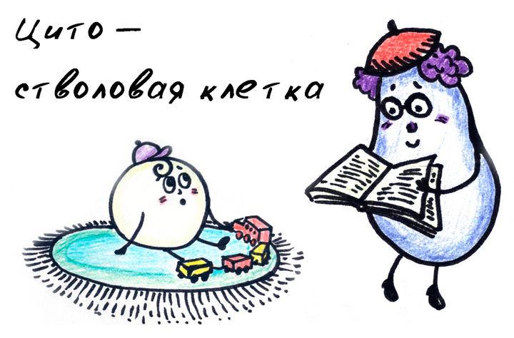 Цито — стволовая клетка