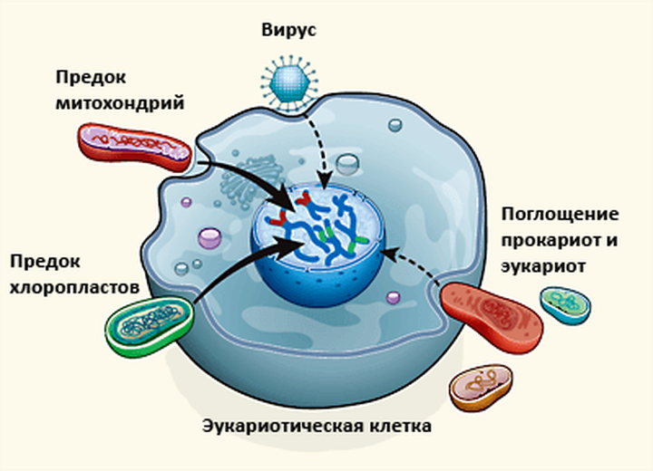 Как составлялся геном эукариот: эндосимбиоз VS. непрерывный горизонтальный перенос