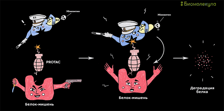 Голодные химеры: направленный протеолиз в качестве лекарства