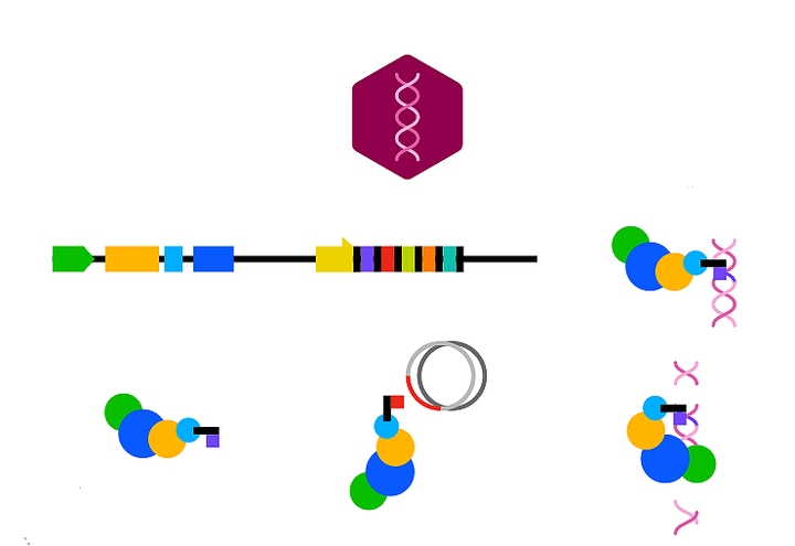 CRISPR-системы: иммунизация прокариот