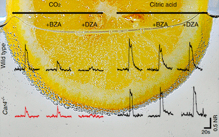 В основе вкуса газировки