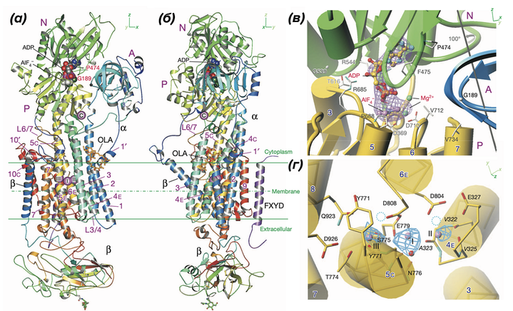Молекулярный насос жизни: как Na<sup>+</sup>/K<sup>+</sup>-АТФаза управляет клеткой