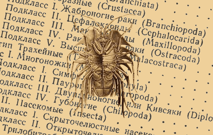 Уточнение «родословной» членистоногих