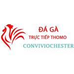Đá Gà Trực Tiếp Thomo