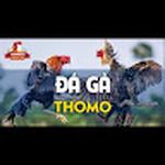 ĐÁ GÀ THOMO LÀ GÌ CHƠI ĐÁ GÀ THOMO Ở ĐÂU UY TÍN