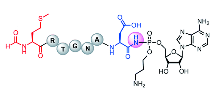 Почему именно семь, или Загадка микроцина C