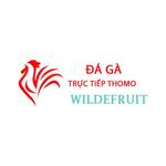 Đá Gà Trực Tiếp Thomo