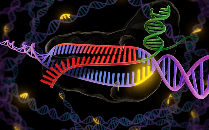 Новые друзья CRISPR/CAS
