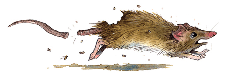 Иглистые мыши и их уникальные способности к регенерации