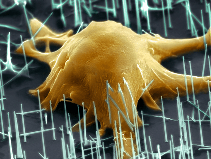 Была клетка простая, стала стволовая