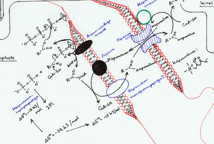 Метаболизм клетки