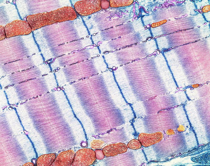 Роль Y-хромосомы в «делах сердечных»