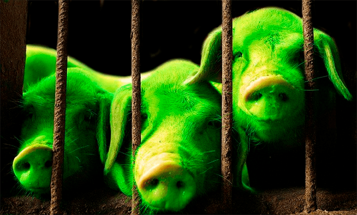 Флуоресцентные белки: разнообразнее, чем вы думали!