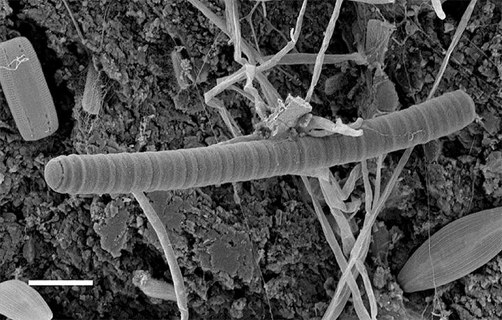 Пластик на завтрак