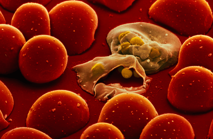 Вакцина против малярии будет создана в ближайшем будущем