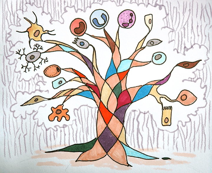 Такие разные стволовые клетки