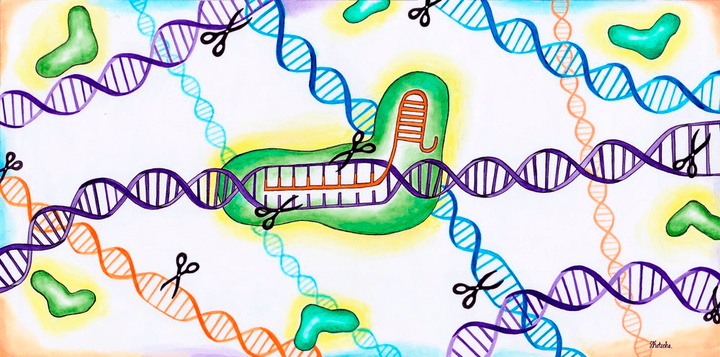 Как иммунная система может помешать работе Cas9