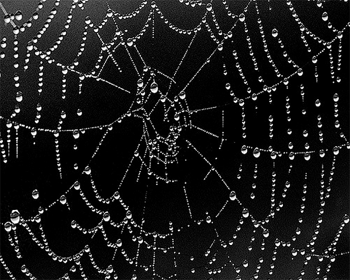 «Умный» клей из паутины