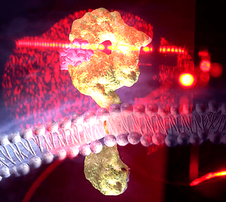 Лазерно-интерференционная слежка за мембранными белками