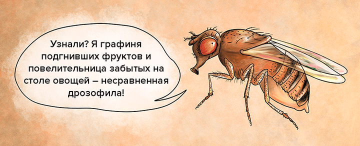 Модельные организмы: дрозофила
