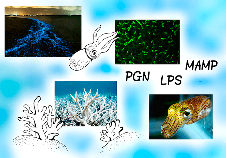 Биолюминесцентные и симбиотические микроорганизмы