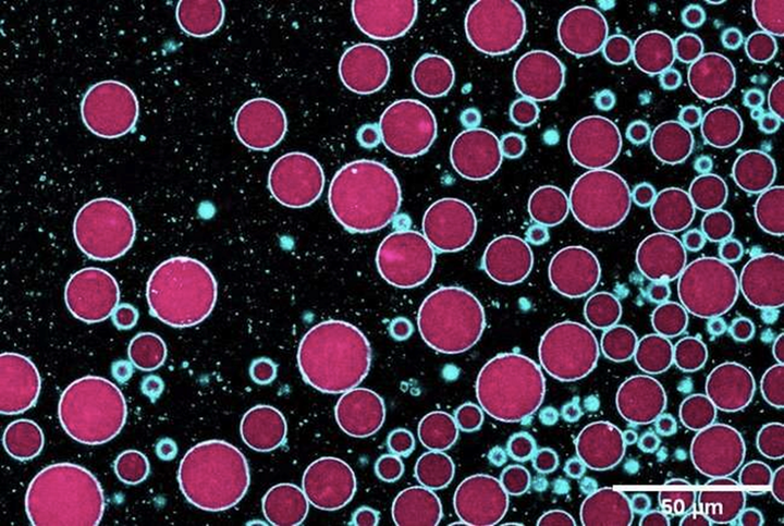 Рассказ о том, как ученые бактериальные и синтетические клетки подружили