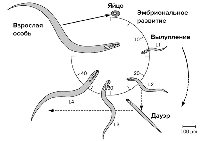 Ускорить и замедлить время для червя