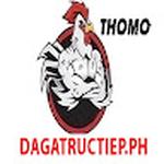 ĐÁ GÀ TRỰC TIẾP PH