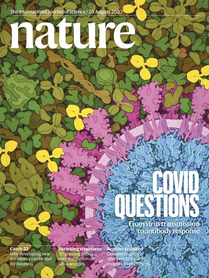 SciNat за август 2020 #3: сердечные трабекулы, возрастные причины рака и коктейль антител против SARS-CoV-2