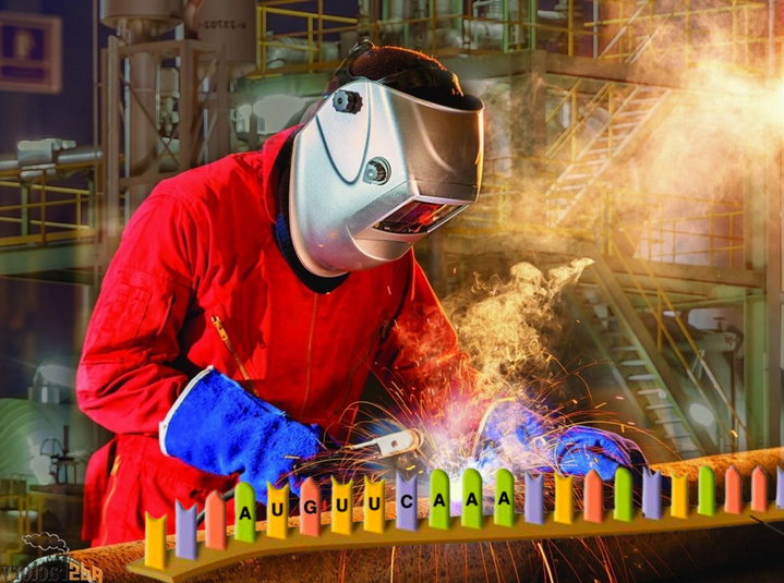 Альтернативная «сварка» мРНК: как из одного гена получается несколько белков