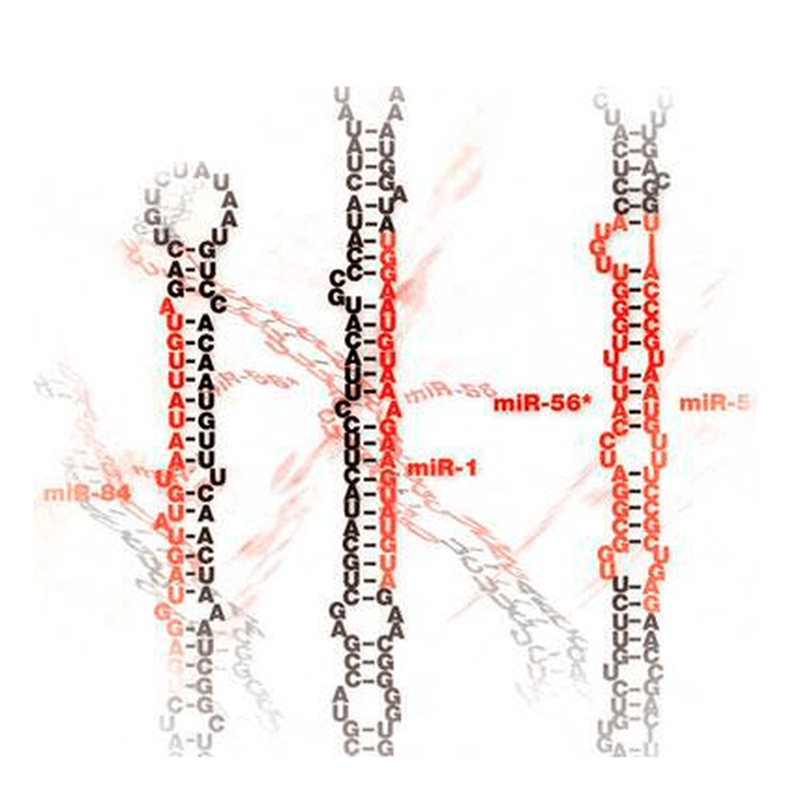 Обо всех РНК на свете, больших и малых
