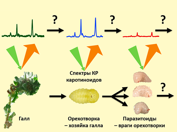 Луч света в темном галле