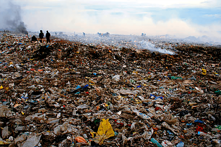 «Мусорная» ДНК управляет эволюцией млекопитающих?