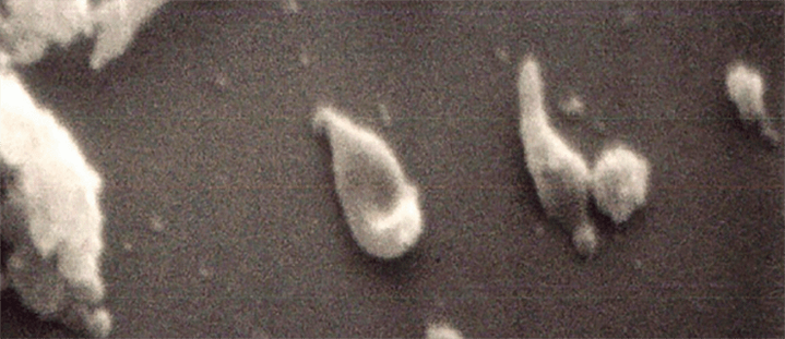 Геном, собранный вручную