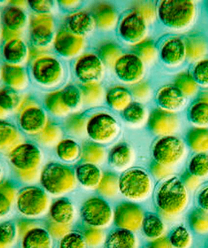 МикроРНК впервые обнаружены в одноклеточном организме