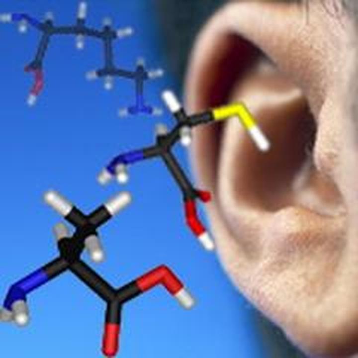 Белки в формате MP3