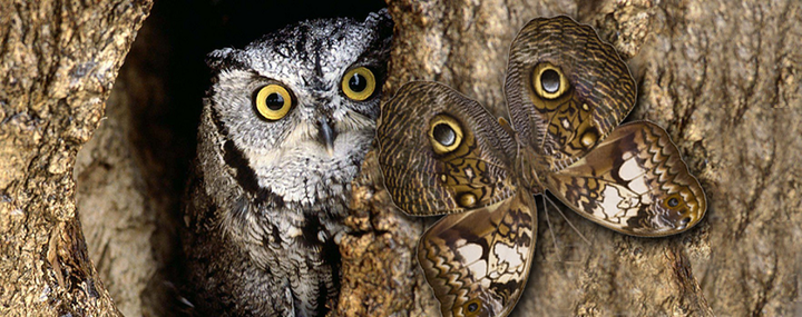 Хромосомная мимикрия