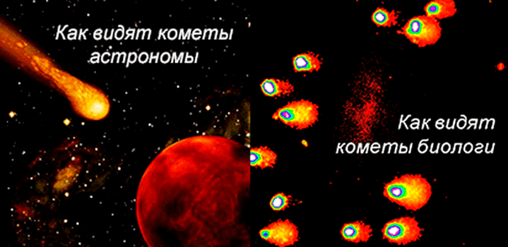 Зачем биологам кометы?