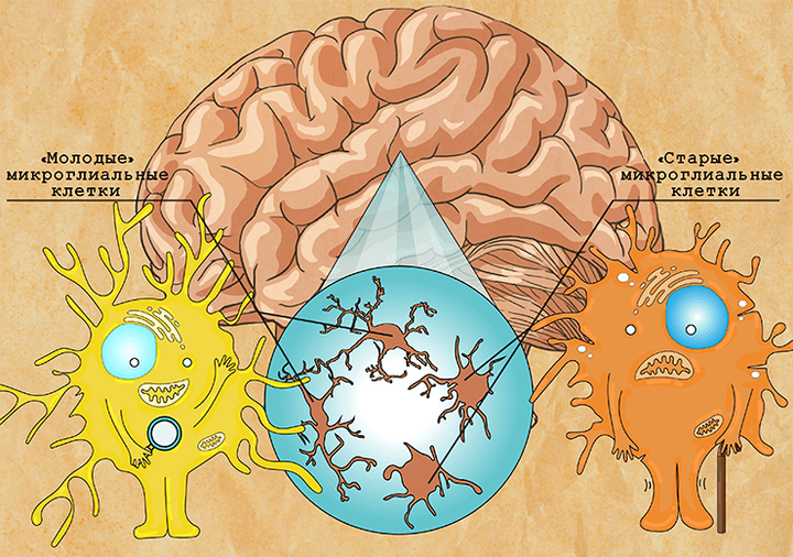 Старение «иммунитета» головного мозга