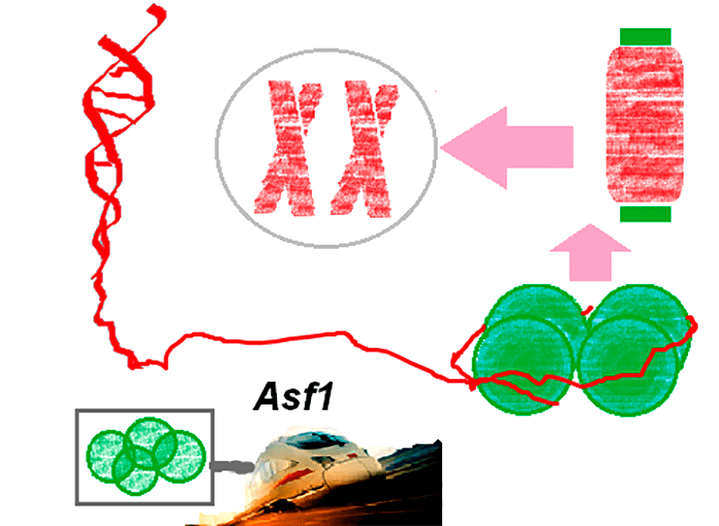 Катится, катится к ДНК гистон