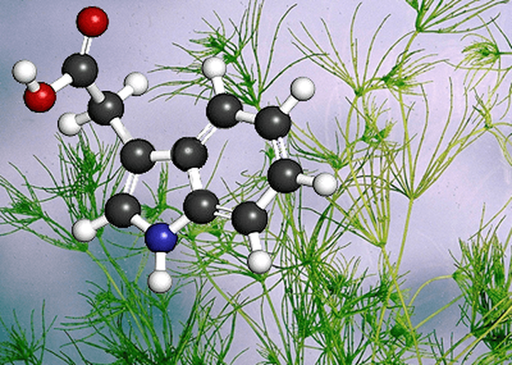 Не будь водорослью! Синтезируй ауксин эффективно!