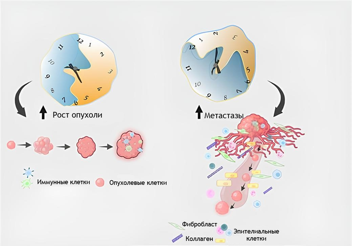 Темнота — друг или враг для опухолевой компании?