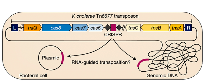 Как транспозоны CRISPR/Cas приручили